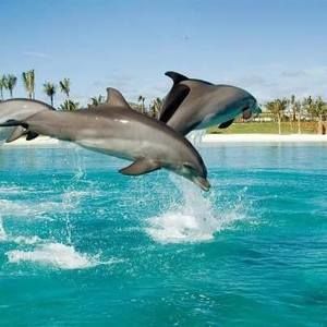 Meet your Posher, Rita